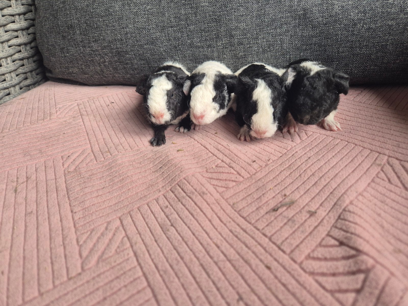 US teddy beertjes, Dieren en Toebehoren, Cavia, Mannelijk, Juli, Tam