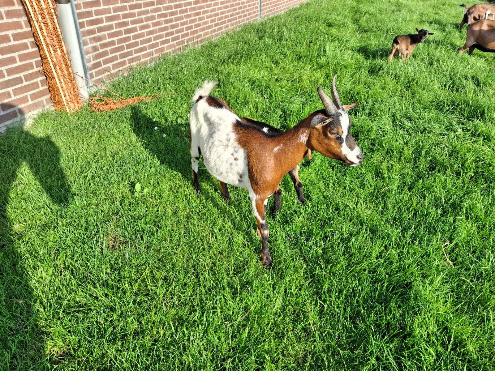 Dwerggeit, Dieren en Toebehoren, Vrouwelijk, Geit