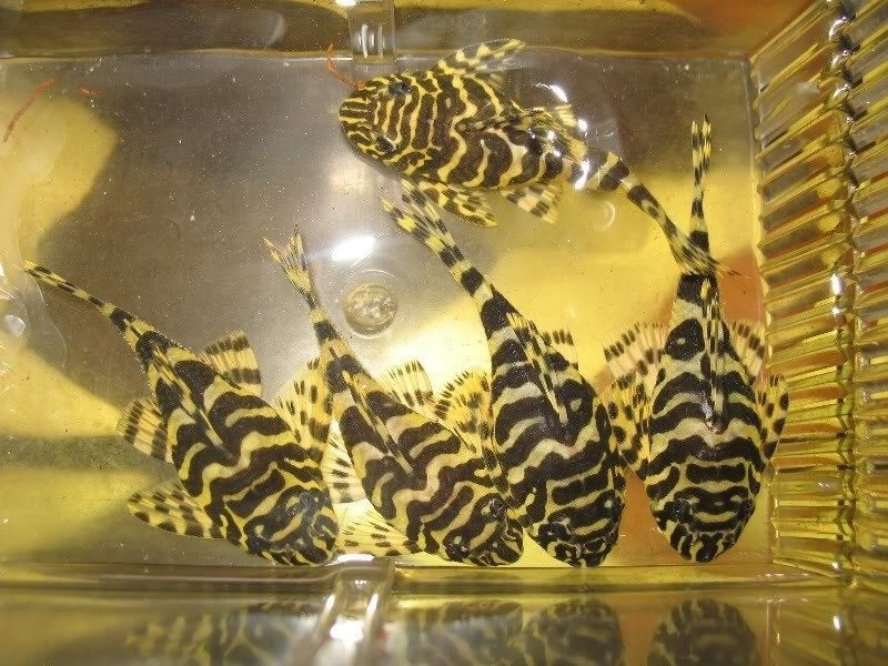 Kweekgroep 8x  L134  Leopard Frog Pleco wildvang&nakweek, Vis, Zoetwatervis