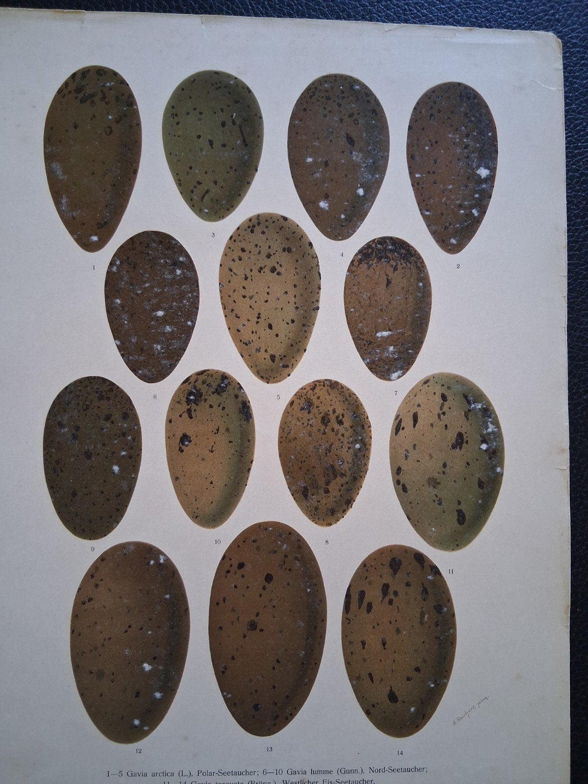 Antieke litho vogeleieren, Antiek en Kunst, Kunst | Etsen en Gravures, Ophalen of Verzenden