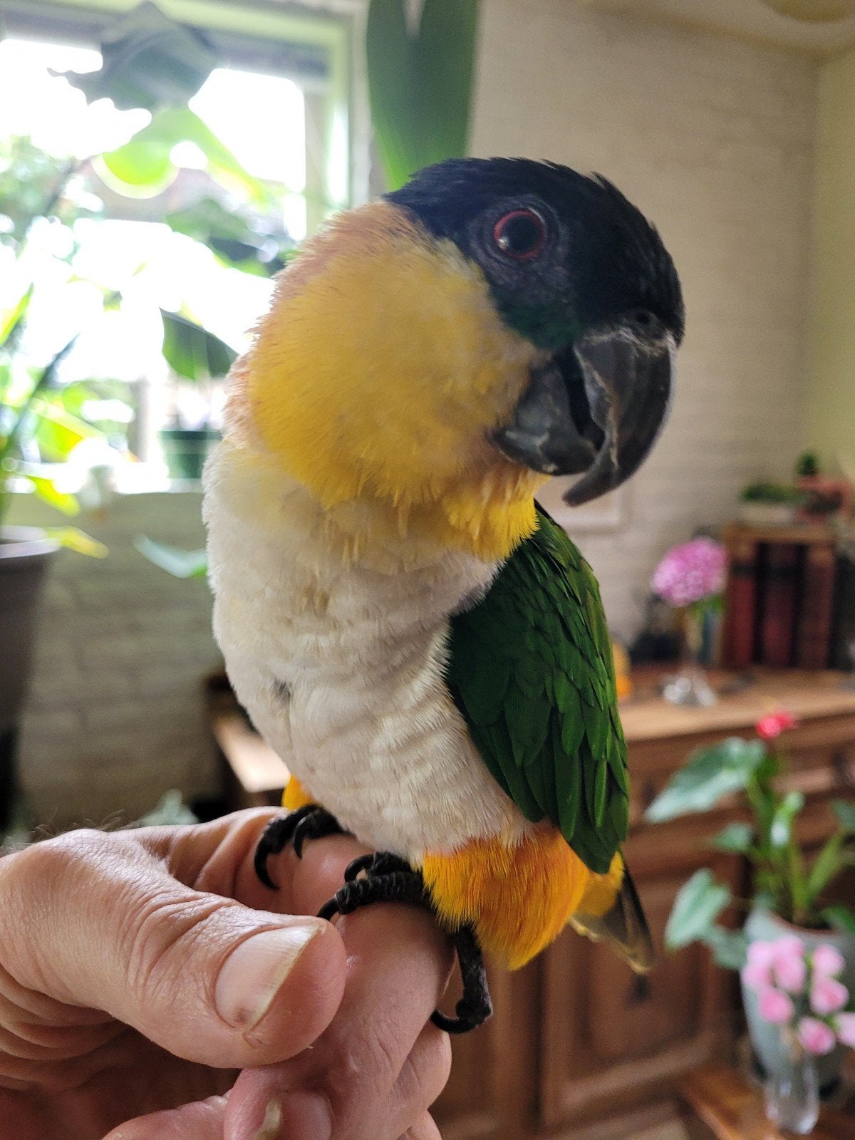 Hand Tamme Zwartkop Caique., Mannelijk, Papegaai, Geringd