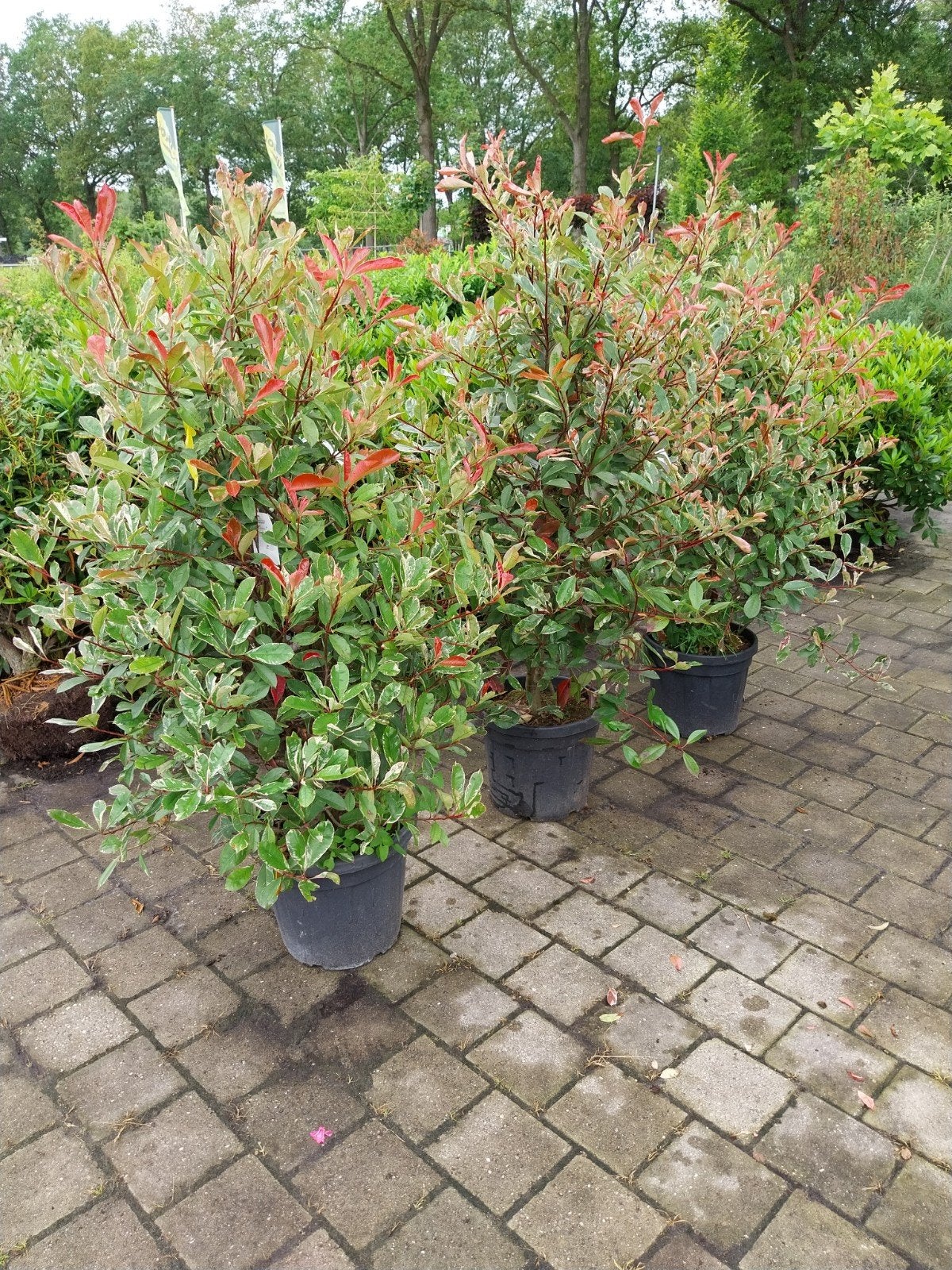 Photinia Pink Marble - Glansmispel 150 cm, Volle zon, Vaste plant, Lente, Ophalen