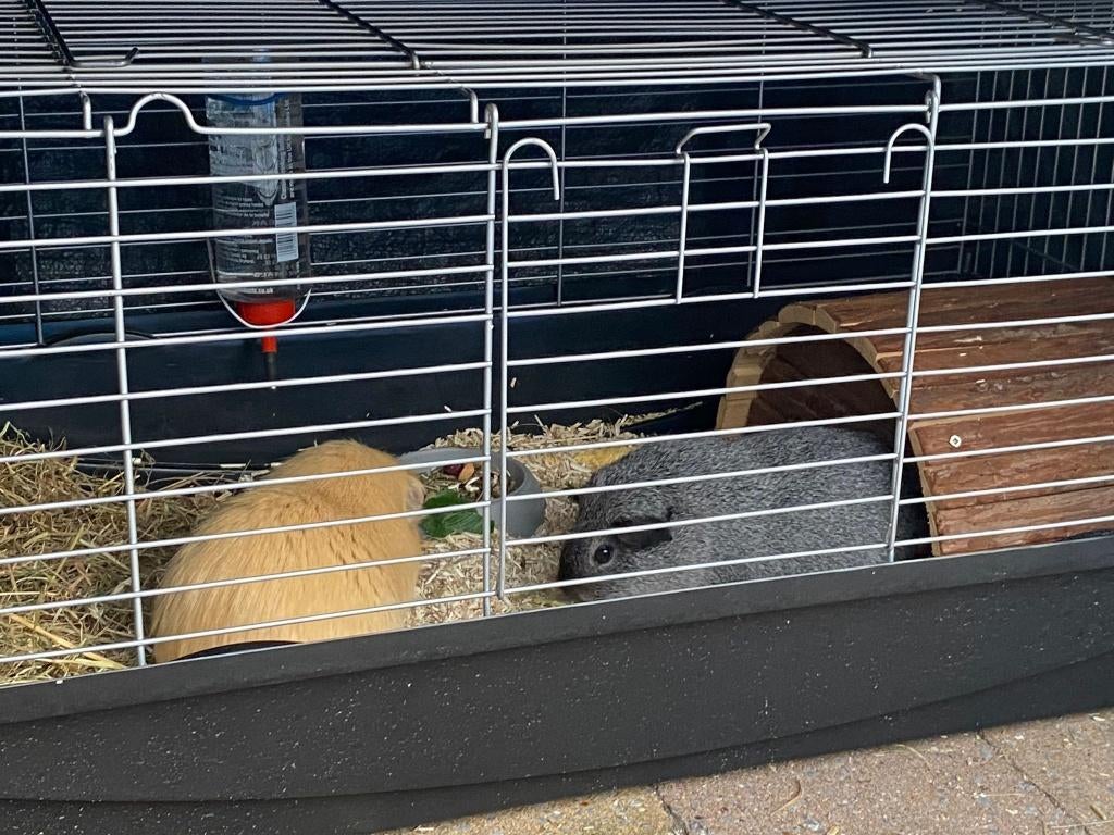 Konijnenhok, Dieren en Toebehoren, Knaagdieren en Konijnen | Hokken en Kooien, Gebruikt, Hamster, Hok, 75 tot 110 cm