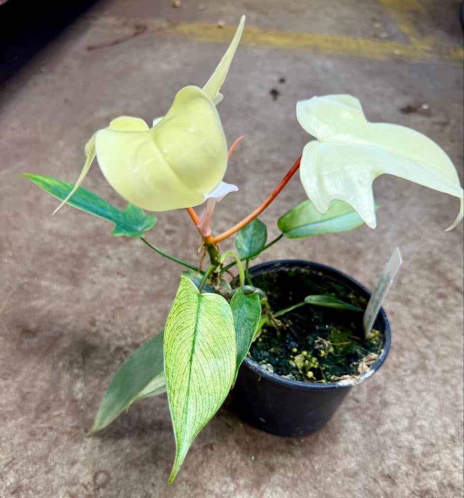 Philodendron Florida Ghost p12 - Zeldzame Kamerplant, Huis en Inrichting, Kamerplanten, Ophalen of Verzenden
