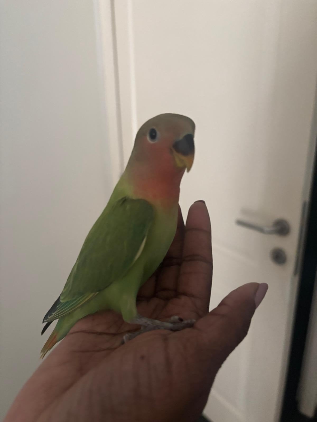 Baby agapornis., Geslacht onbekend, Dwergpapegaai of Agapornis, Tam