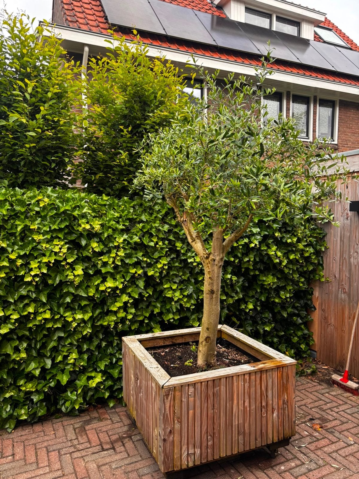 Olijfboom in houten plantenbak op wielen, Tuin en Terras, Bloembakken en Plantenbakken, Gebruikt, Hout, Balkon, 60 cm of meer