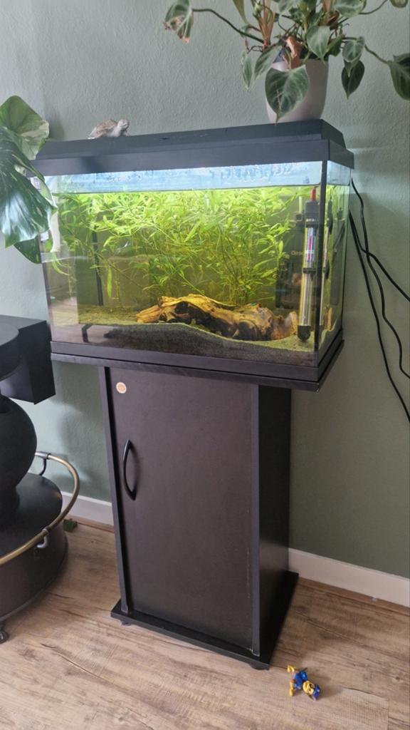 Juwel primolux 60 met meubel, Dieren en Toebehoren, Ophalen, Gebruikt, Gevuld zoetwateraquarium, Juwel