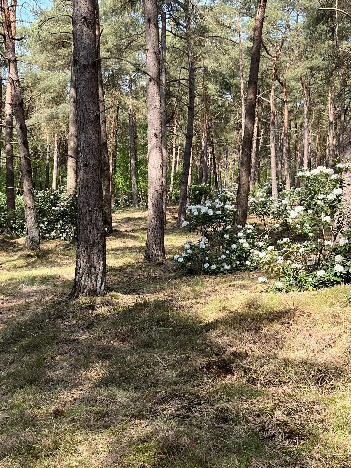 Rododendrons, Ophalen, Rhododendron, Struik, 100 tot 250 cm