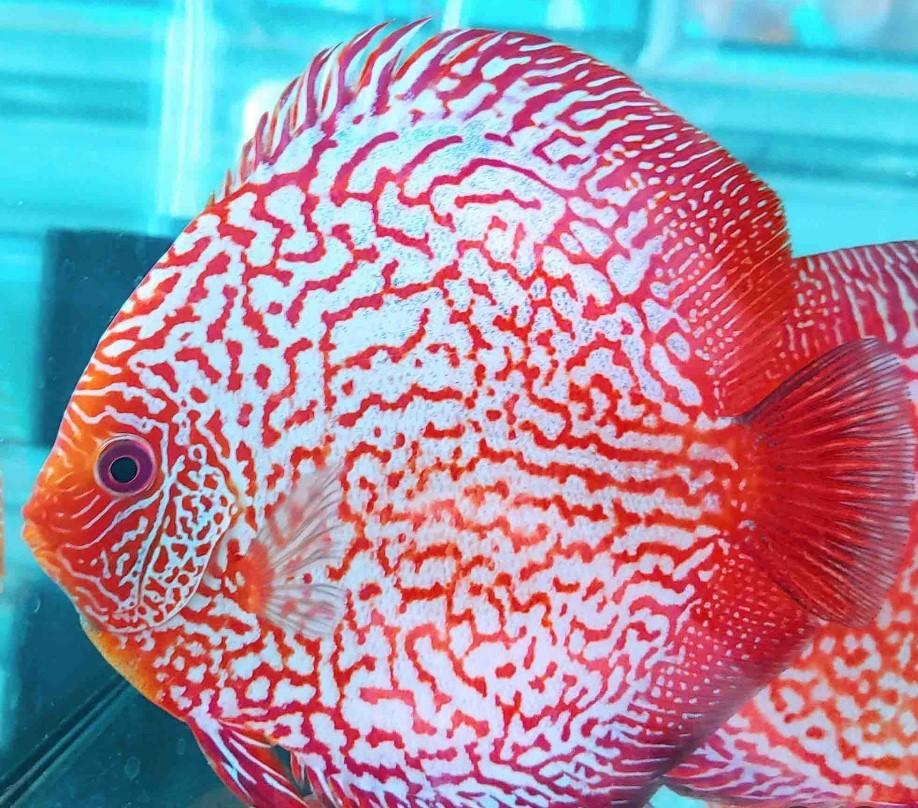Red snakeskin ca 6 cm -Siner- ACTIE -Koidream Valburg, Dieren en Toebehoren, Vissen | Aquariumvissen, Vis, Zoetwatervis