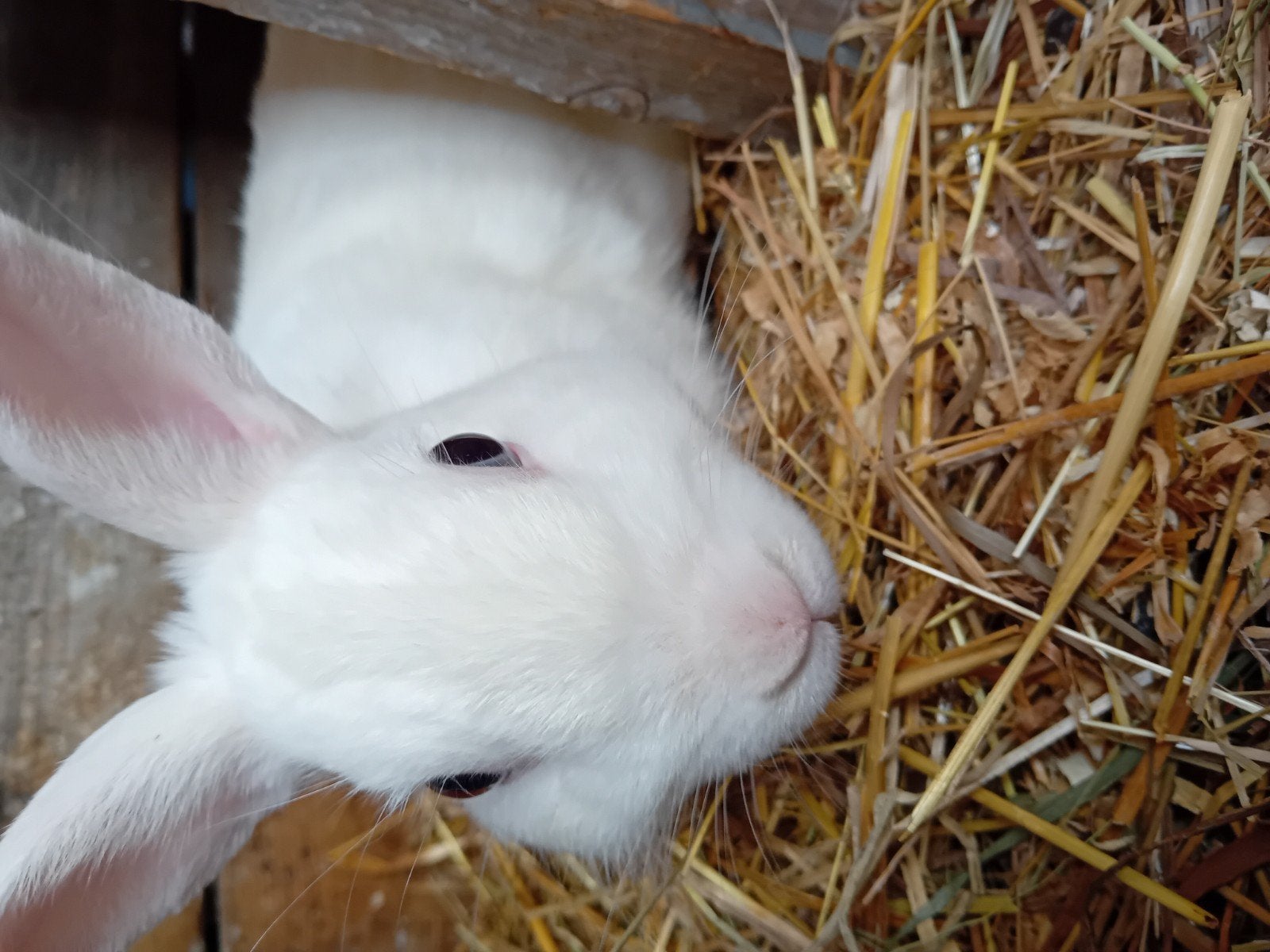 konijn l, Dieren en Toebehoren, Mannelijk