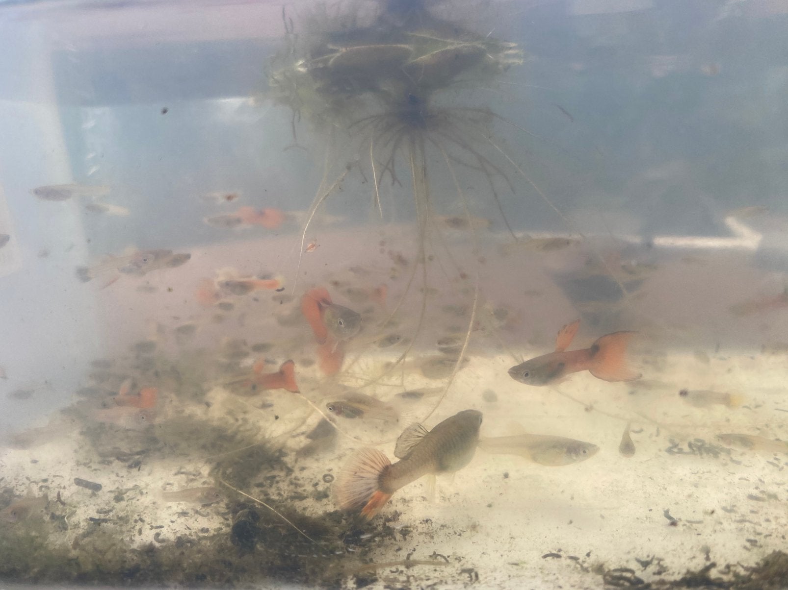 Endler guppys nakweek. Per 10, Dieren en Toebehoren, Vis, Zoetwatervis, Schoolvis