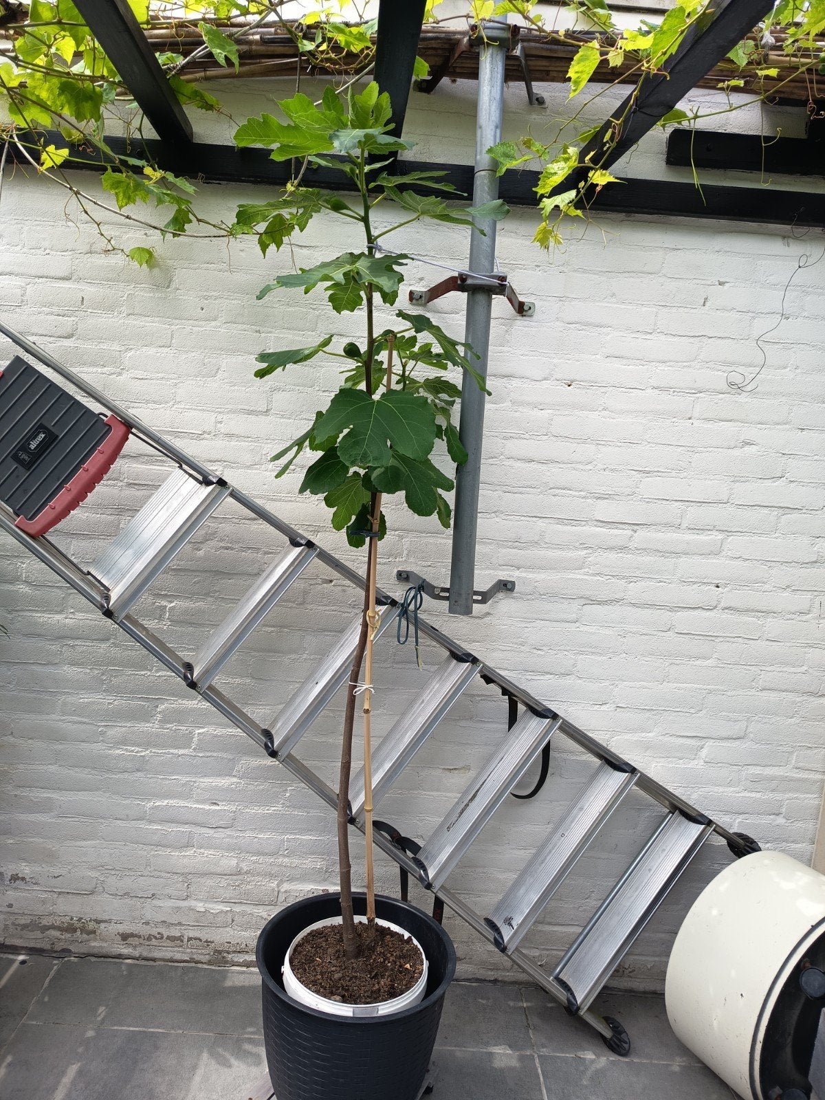 Vijgenboom, Tuin en Terras, Planten | Fruitbomen, Ophalen, 100 tot 250 cm, Vijgenboom