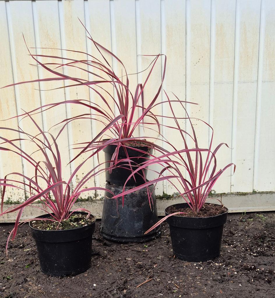 Cordyline ‘Festival Raspberry’, Tuin en Terras, Planten | Tuinplanten, Ophalen, Overige soorten, Volle zon