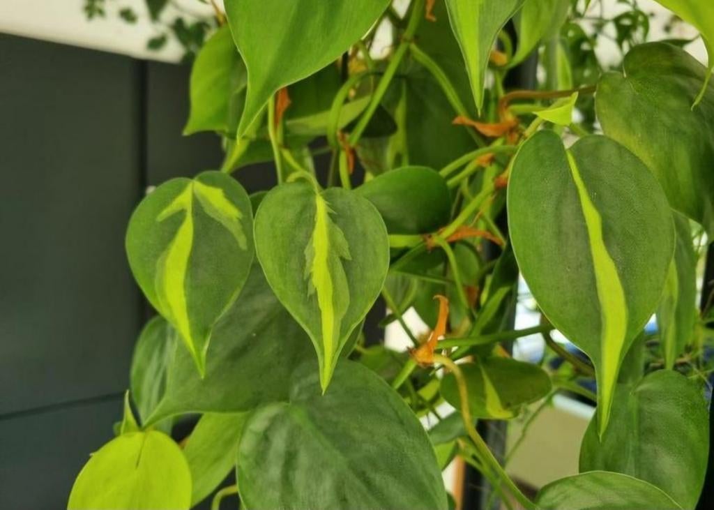 philodendron brasil stek, Ophalen of Verzenden, Halfschaduw, Minder dan 100 cm