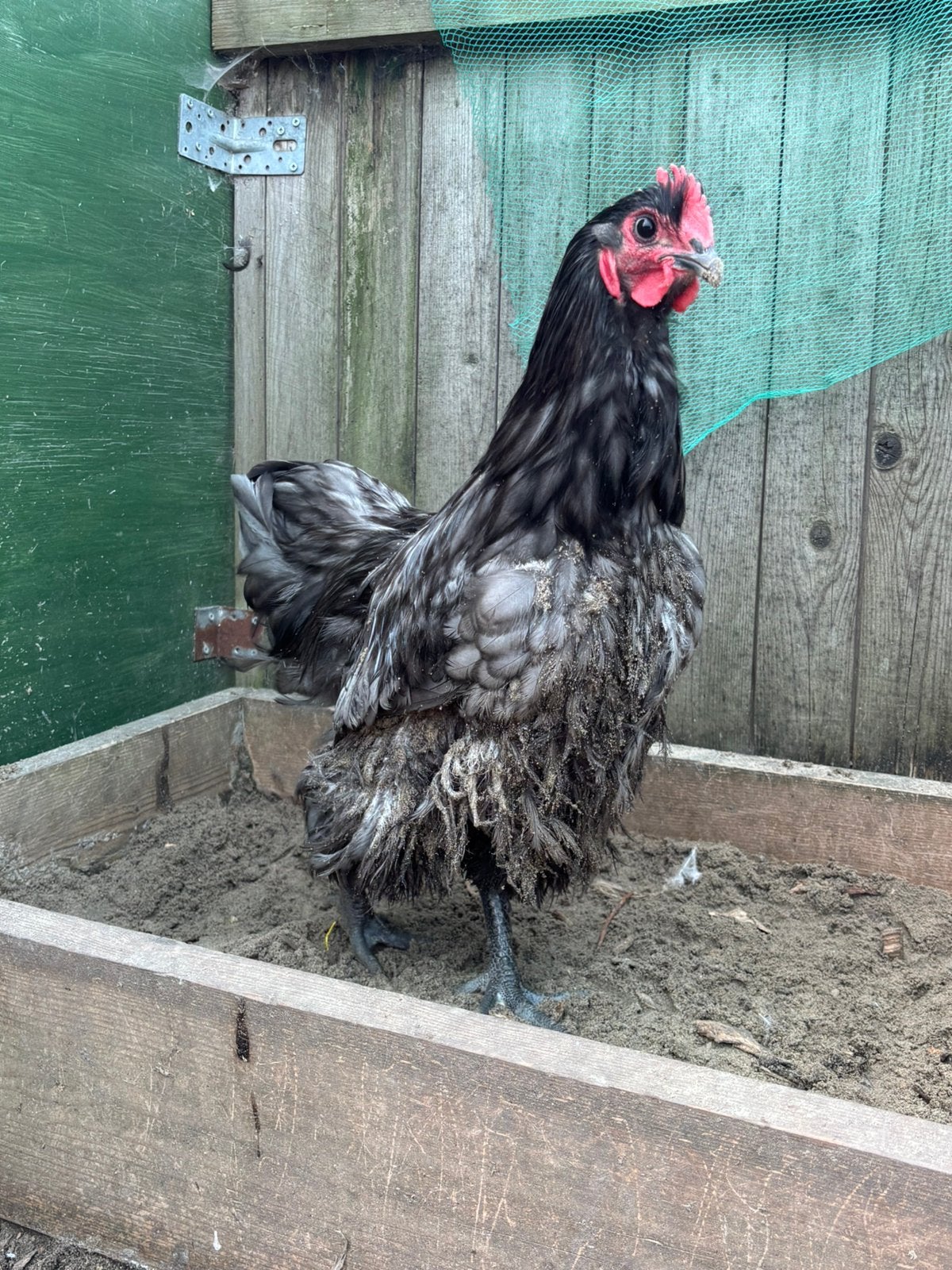 Jonge orpington haan te koop, Dieren en Toebehoren, Pluimvee, Mannelijk, Kip