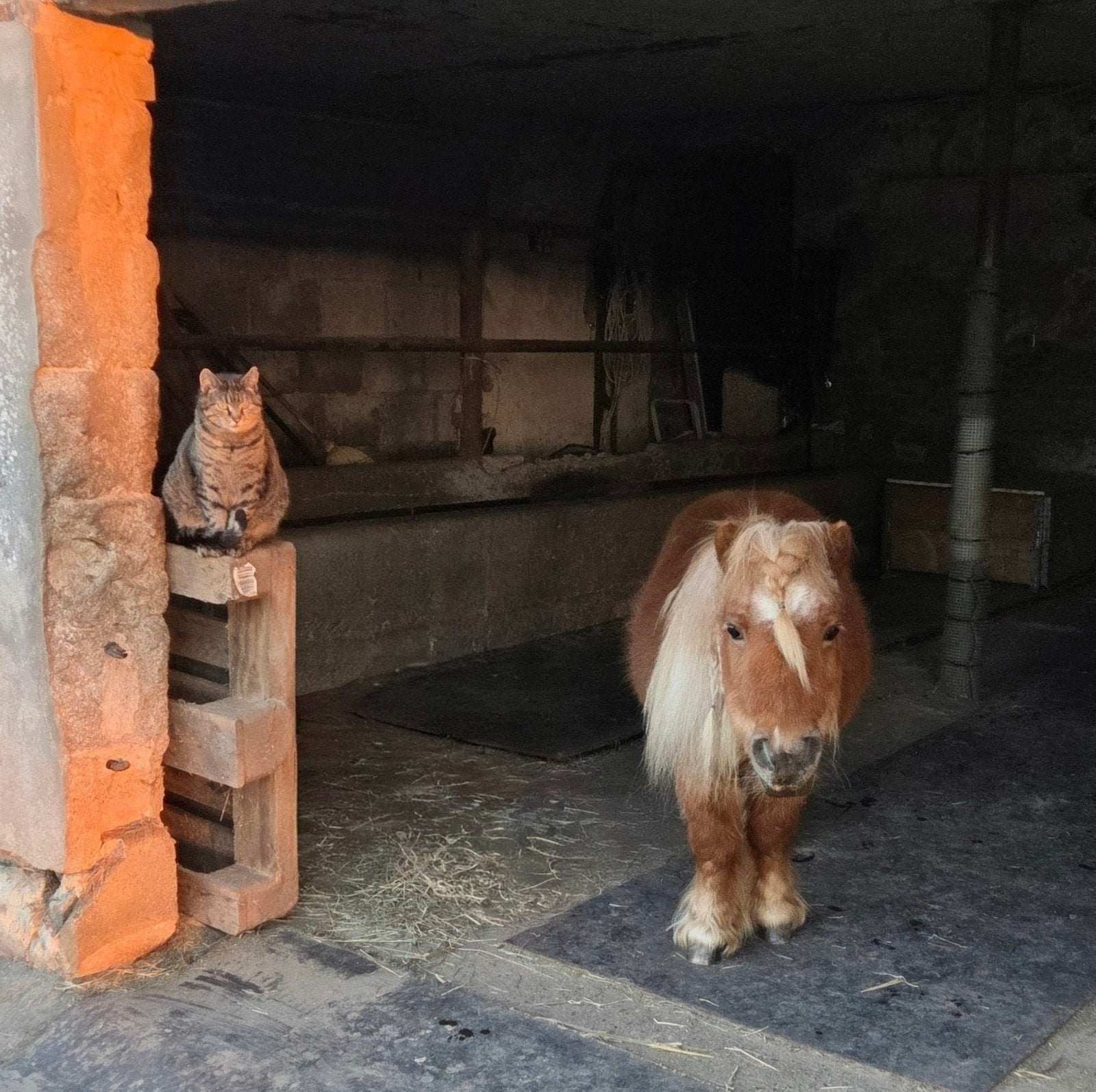 Shetlanderstalling / pensionstal, Dieren en Toebehoren, Stalling, 2 of 3 paarden of pony's