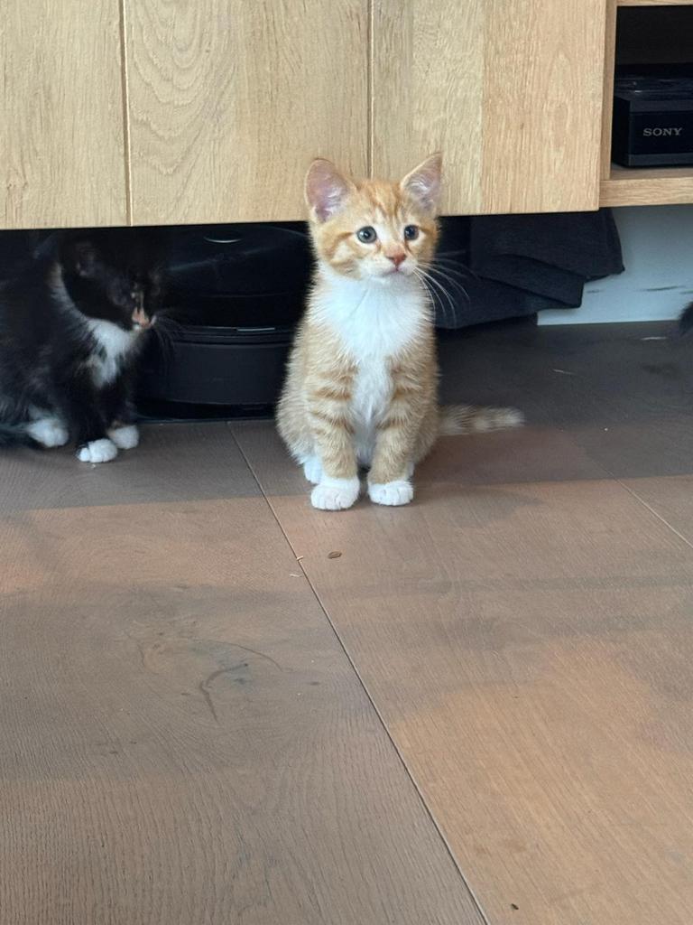 Lieve kittens te koop, Dieren en Toebehoren, Katten en Kittens | Overige Katten, Meerdere dieren