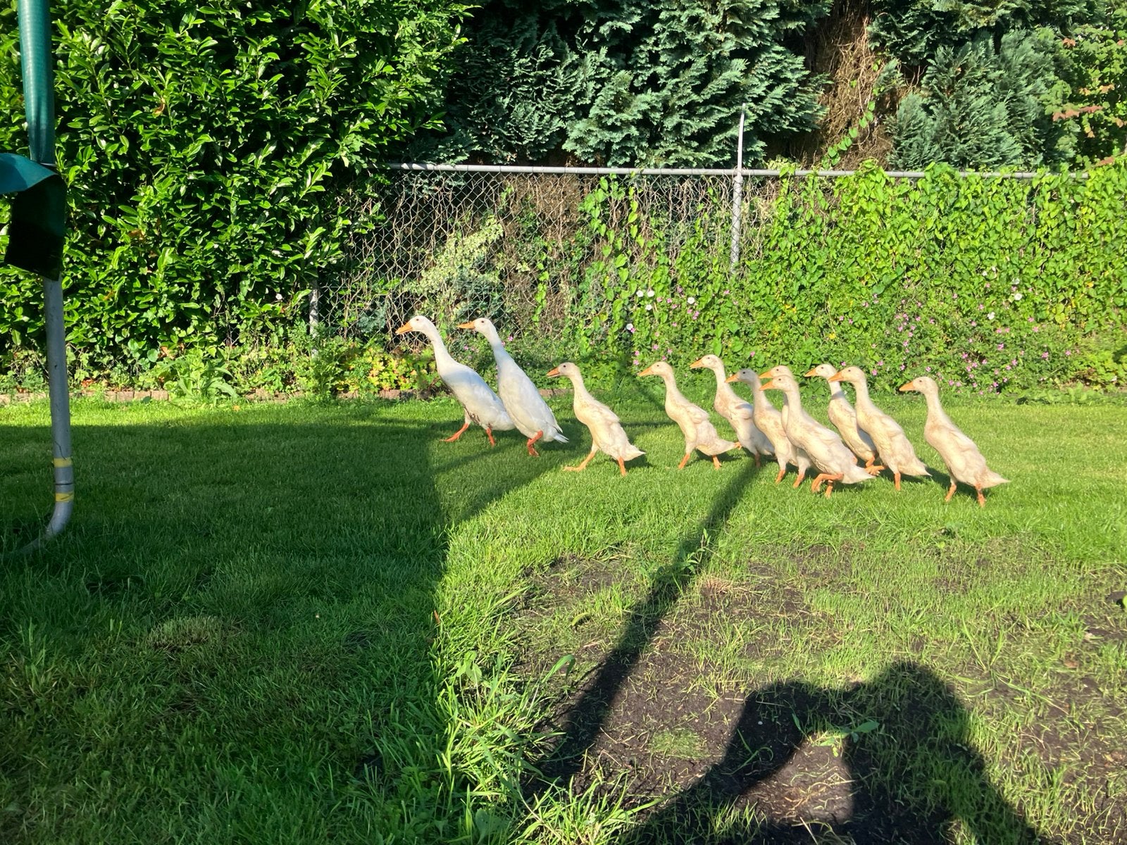 Witte Indische loopeenden kuikens, Geslacht onbekend