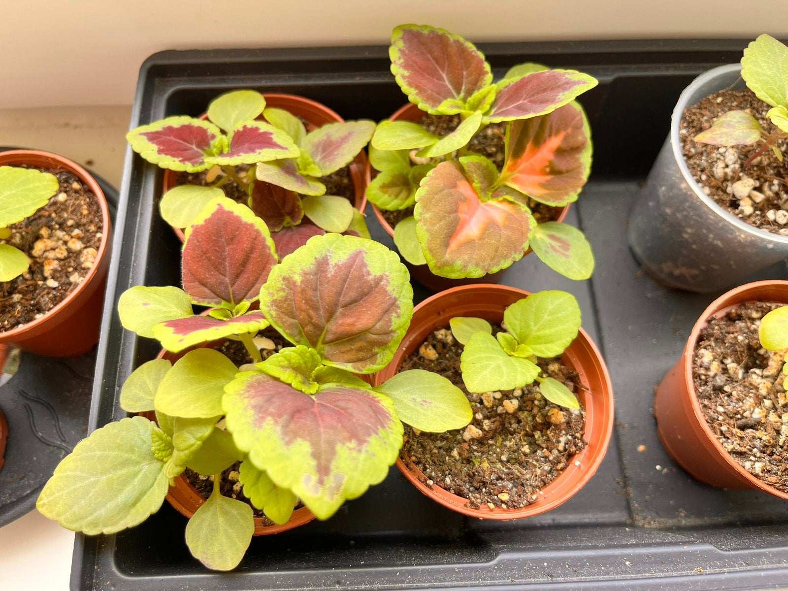 Coleus blumei diverse maten, Ophalen, Volle zon, Minder dan 100 cm