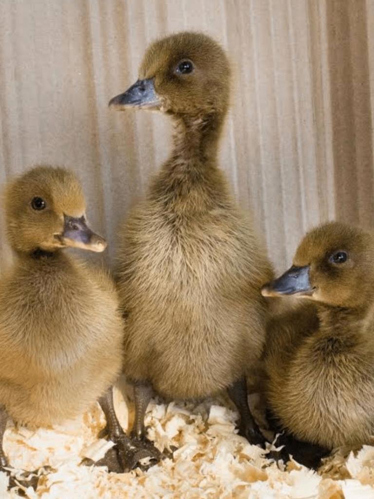 Verwacht; Khaki Campbell kuikens, Dieren en Toebehoren, Pluimvee, Geslacht onbekend, Eend