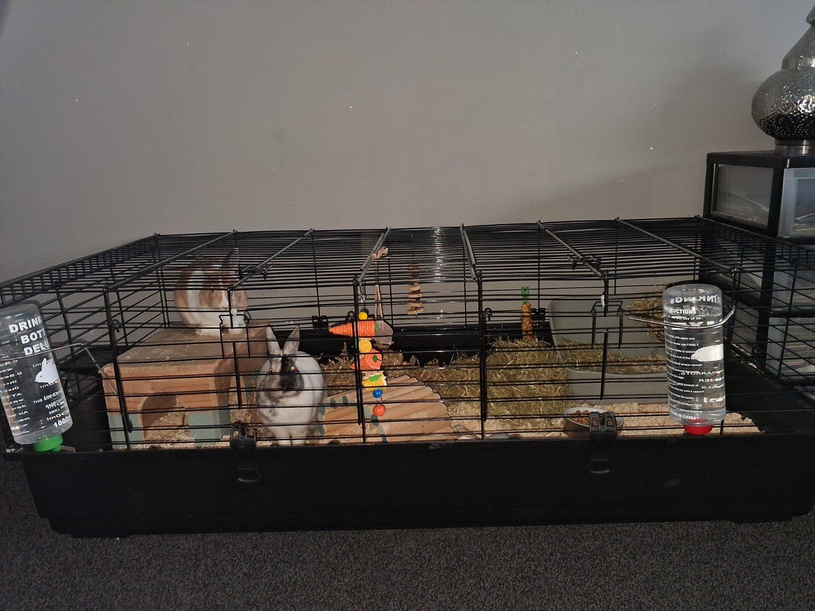 Lief en goed huisje gezocht voor onze 2 konijnen, Dieren en Toebehoren, Konijnen, Meerdere dieren, Middelgroot, 0 tot 2 jaar