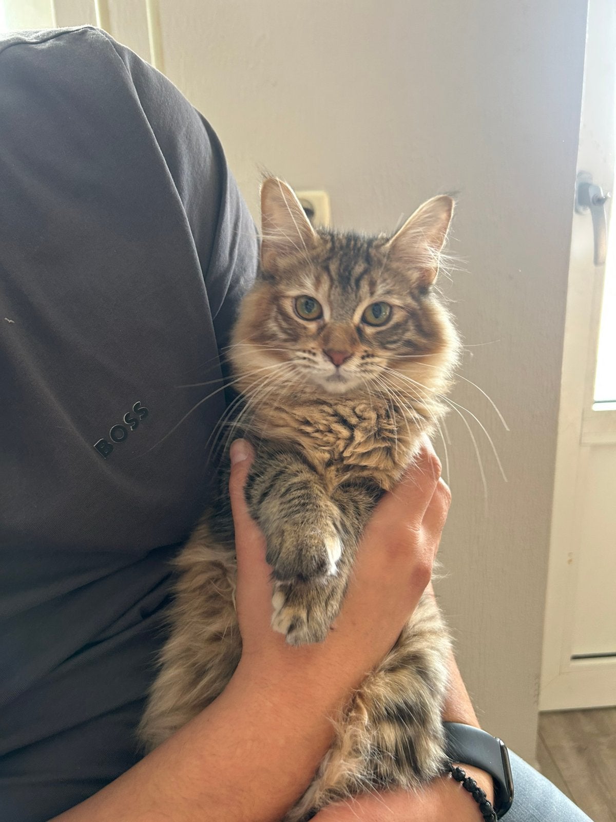 Prachtige maine coon kittens te koop, Meerdere dieren, Ontwormd, 0 tot 2 jaar