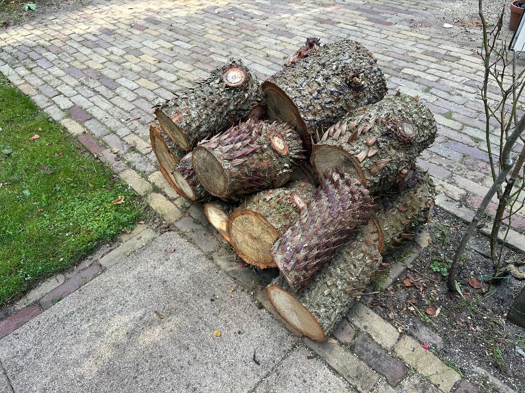 Gratis houtstronken gezaagd van Slangenden of Apenboom, Tuin en Terras, Minder dan 3 m³, Ophalen, Overige houtsoorten, Stammen