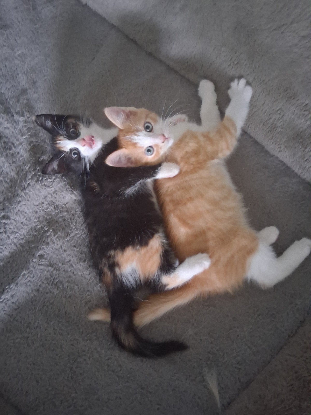 Turkse Angora mix kittens, Dieren en Toebehoren, Katten en Kittens | Overige Katten, Poes, Langharig, 0 tot 2 jaar