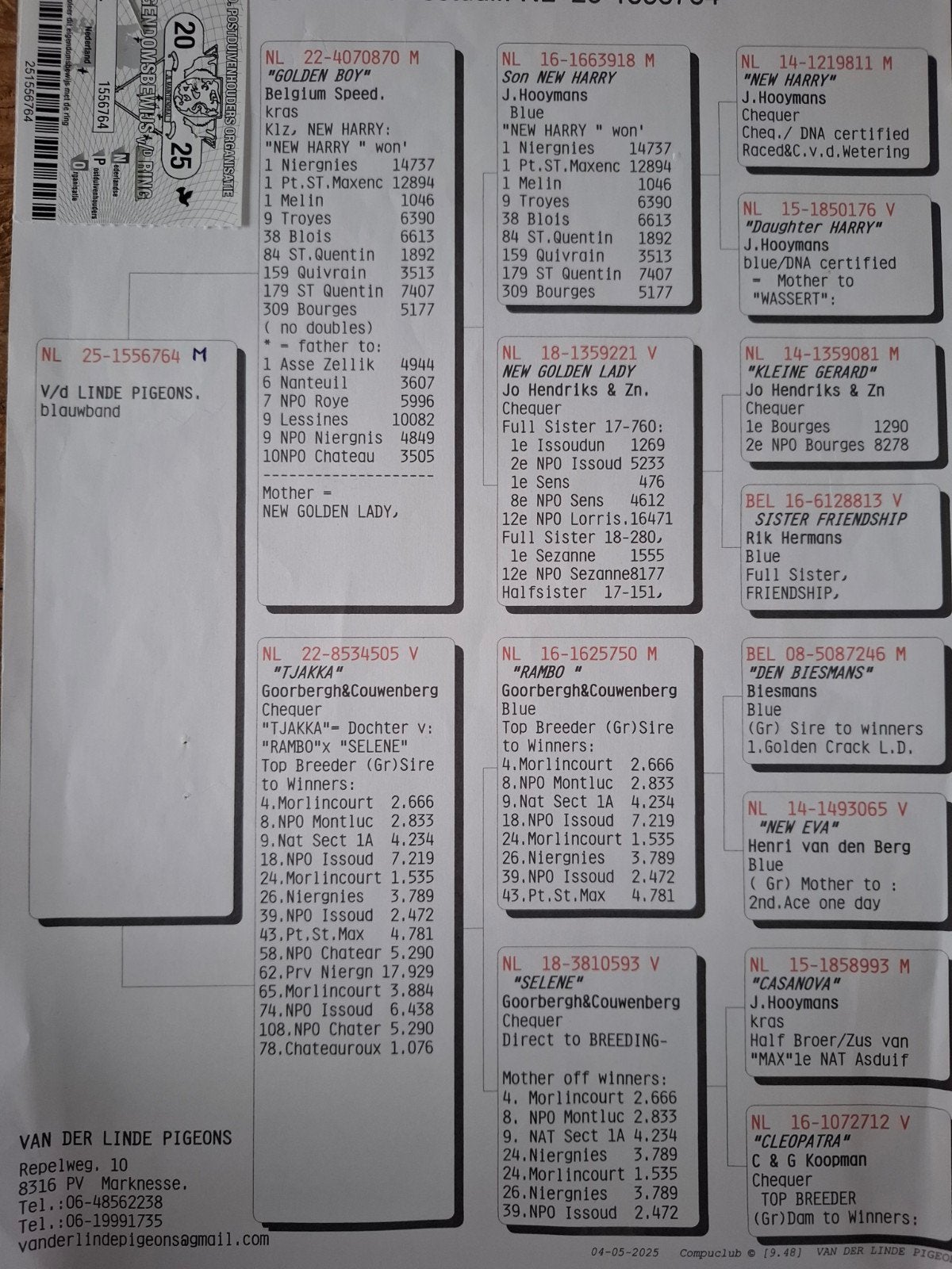 postduif, Dieren en Toebehoren, Vogels | Duiven, Mannelijk, Postduif