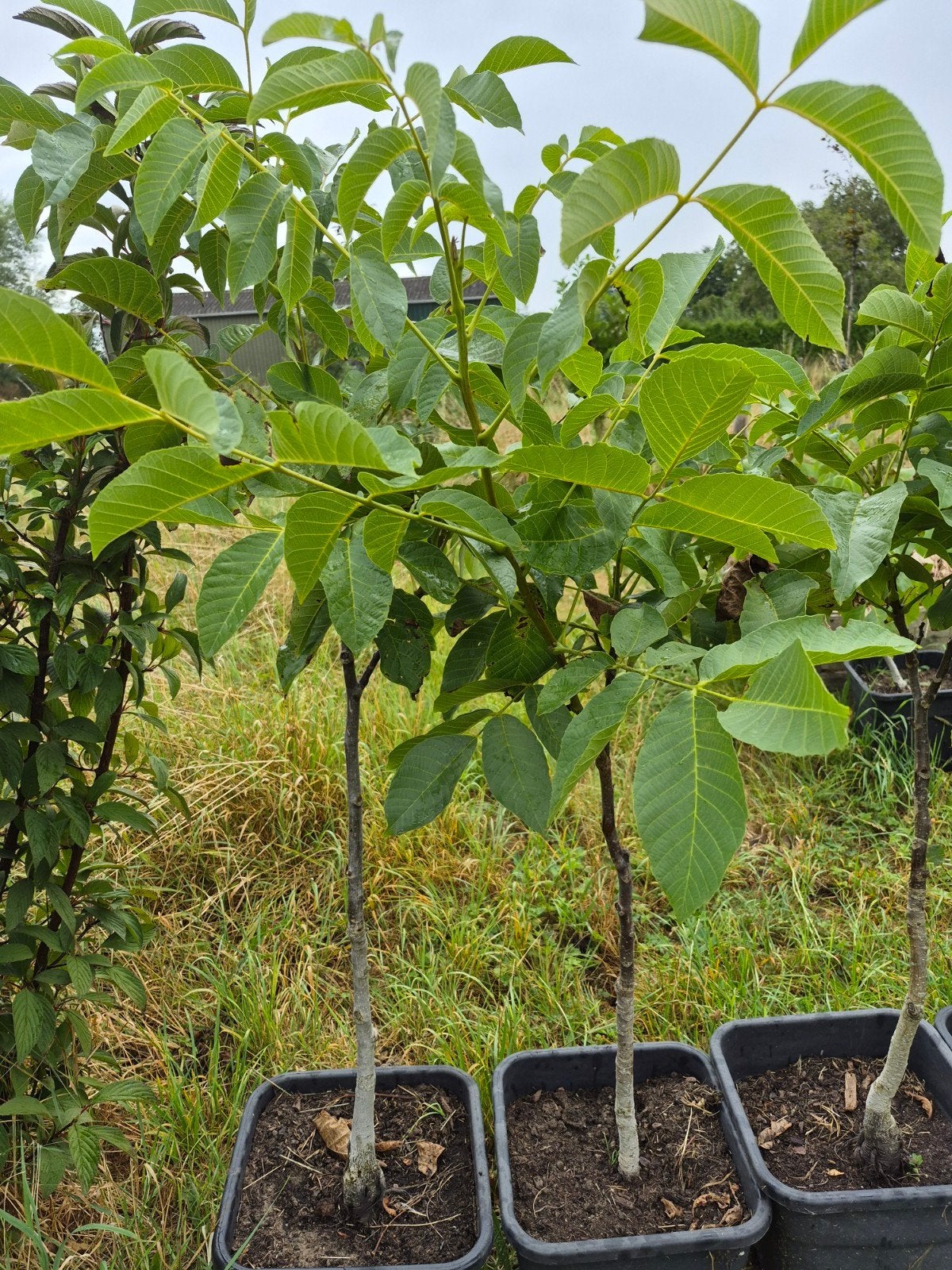 Walnootboom / Juglans Regia, 120cm, in pot, Ophalen, Overige soorten, In pot, Bloeit niet
