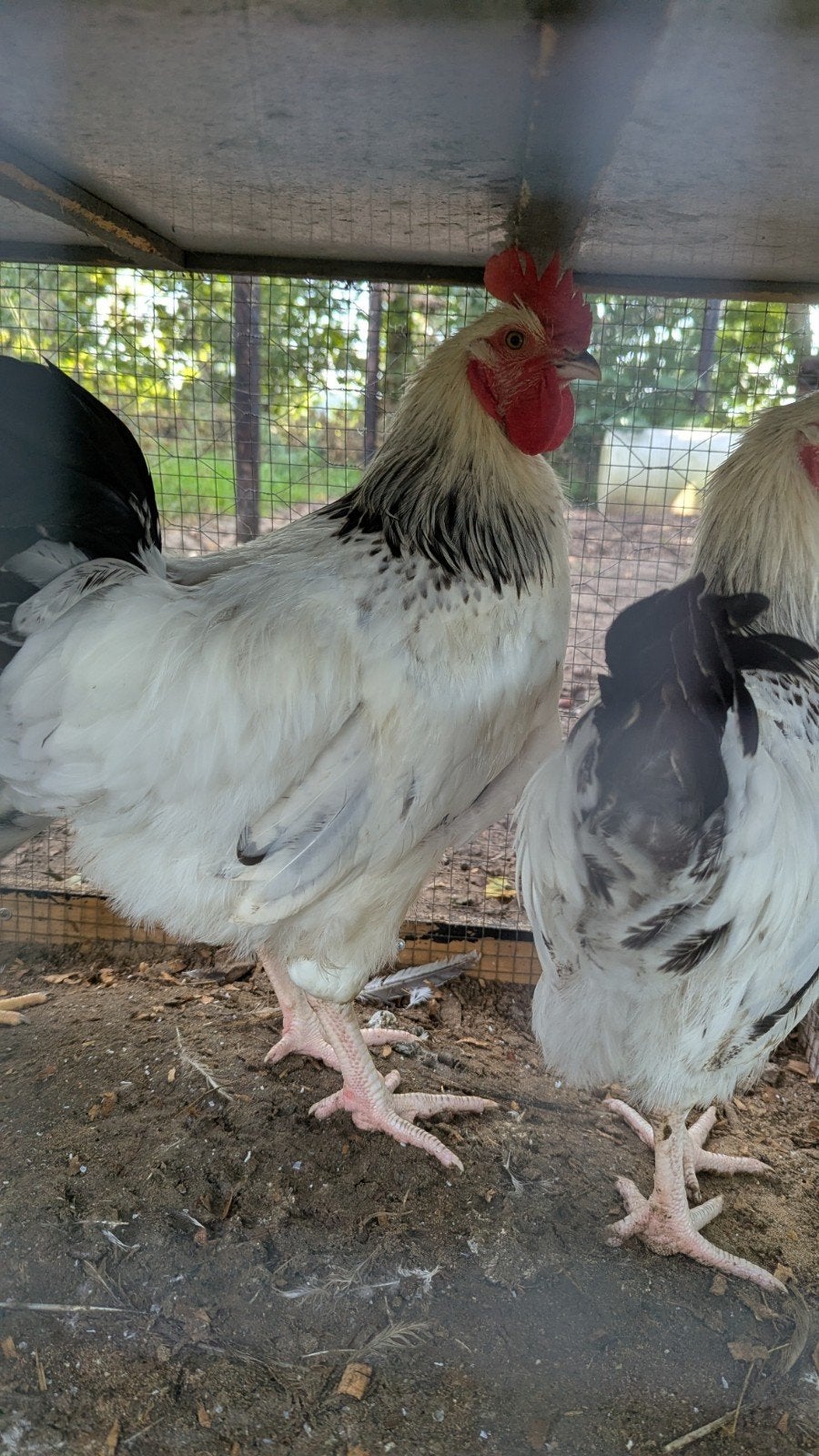 4 Grote Hanen (Dubbeldoel) - Vredelinger 🍗, Dieren en Toebehoren, Mannelijk, Kip