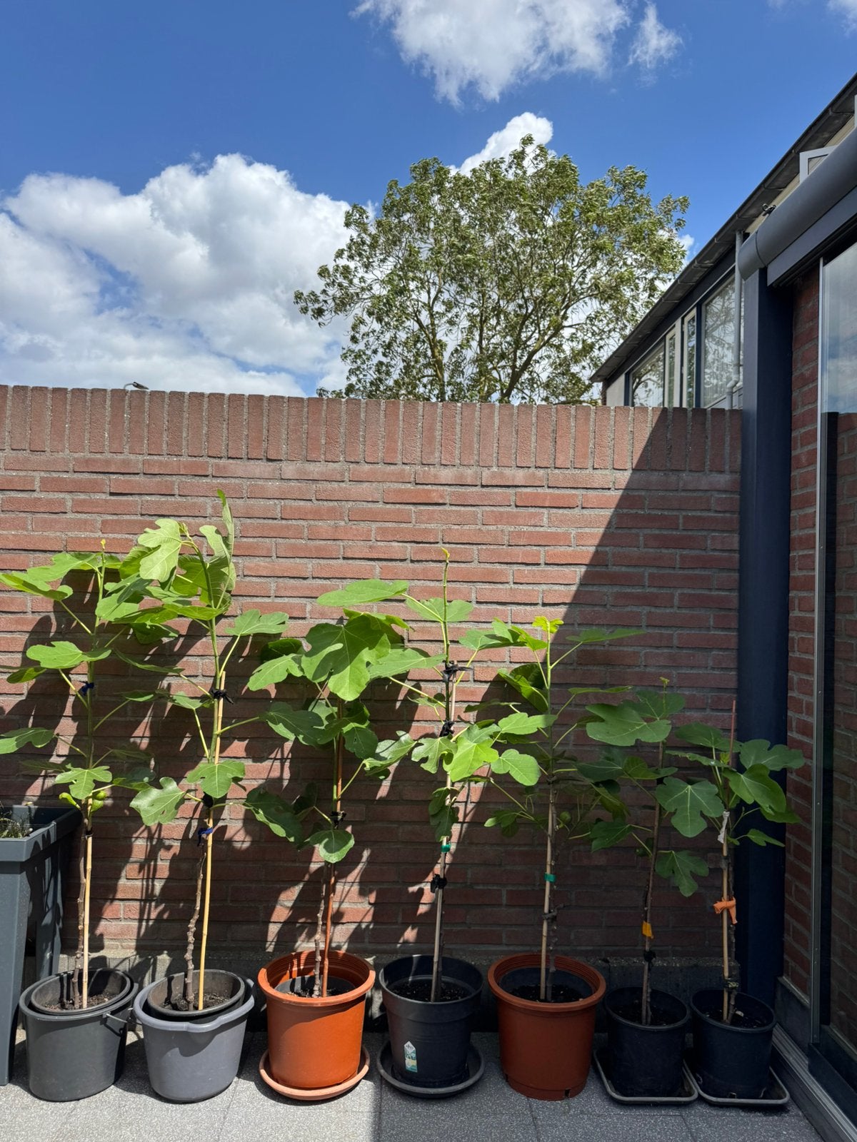 Brown Turkey vijgenboom uit Turkse moederboom  | Op = op!, Tuin en Terras, Planten | Fruitbomen, Ophalen, Lente, In pot, Vijgenboom
