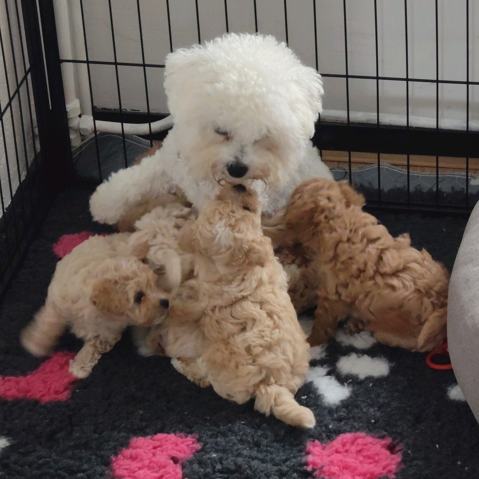Poochon/Bischpoo pups, Overige rassen, 8 tot 15 weken, Meerdere, Meerdere dieren