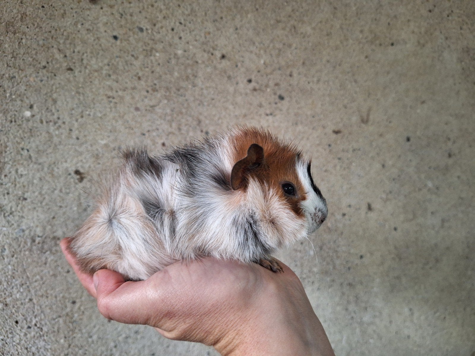 jonge borstel cavia's, Dieren en Toebehoren, Cavia, Mannelijk, Tam, September