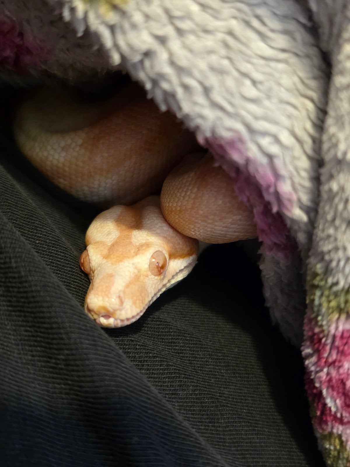 bci sunglow motley, boa
Lucifer: bci sunglow motley (kahl) Boa Constrictor photo 2