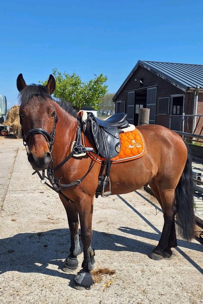 Verzorgpony aangeboden/bijrijder gezocht, Dieren en Toebehoren, Ophalen of Verzenden, Nieuw