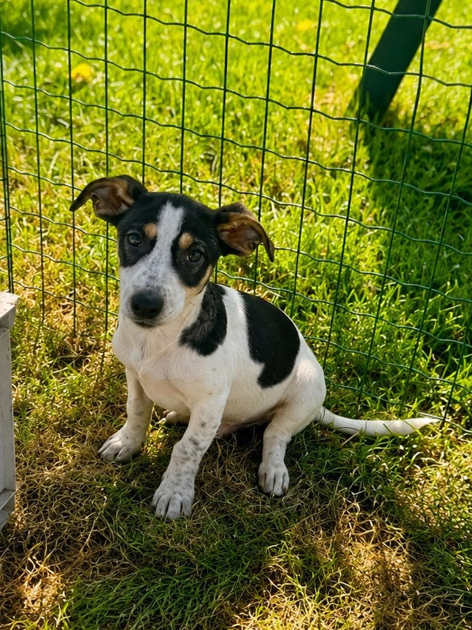 Jack russel pup, Nederland, Reu, 8 tot 15 weken, Parvo