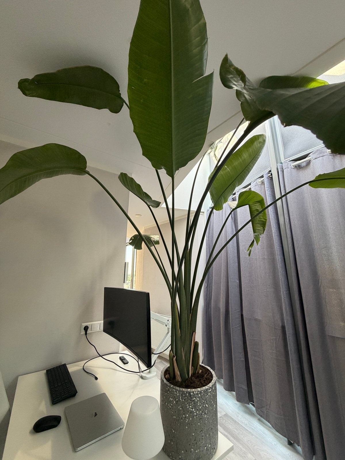 Strelitzia Nicolai incl. stijlvolle pot + pootjes eyecatcher, Ophalen, Overige soorten, In pot, 150 tot 200 cm