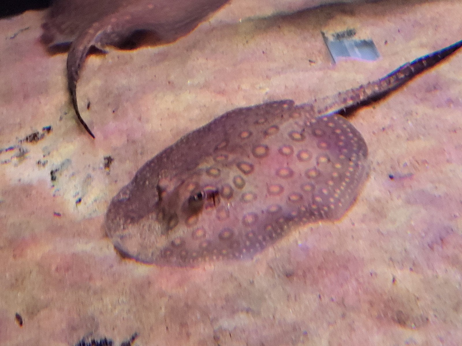 Mini marble motoro, Dieren en Toebehoren, Vissen | Aquariumvissen, Vis
