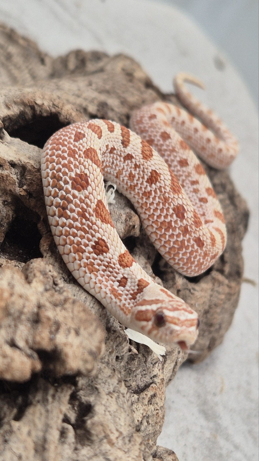 Haakneuslang red toffeebelly Hognose Snake photo 2