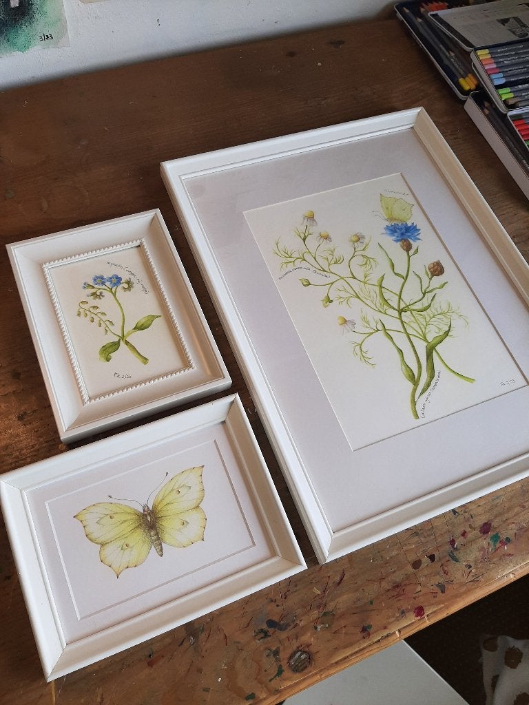 Set botanische illustraties in witte lijsten, Ophalen, Minder dan 50 cm, Tekening, Nieuw