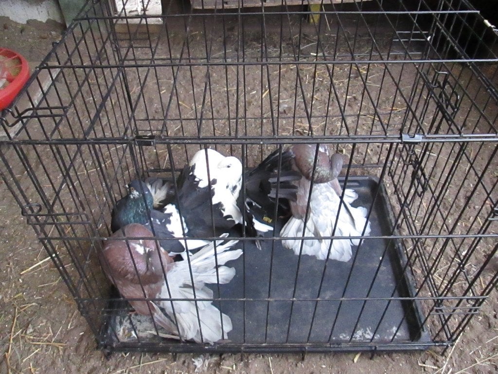 4 pauwstaarten 2koppels  25euro, Dieren en Toebehoren, Meerdere dieren, Overige soorten
