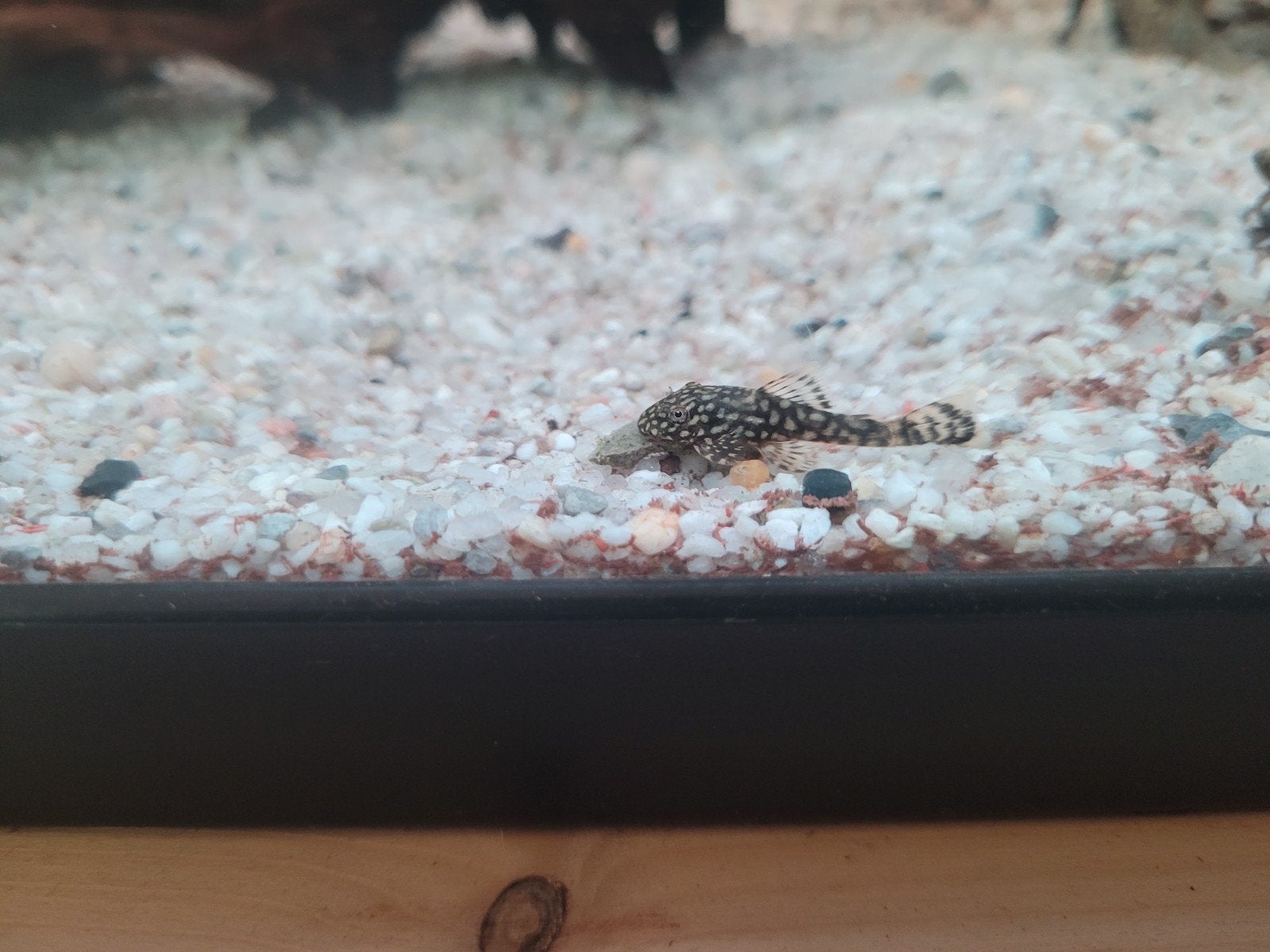 Borstelneusmeerval algeneter ( Ancistrus cirrhosus ), Vis, Zoetwatervis