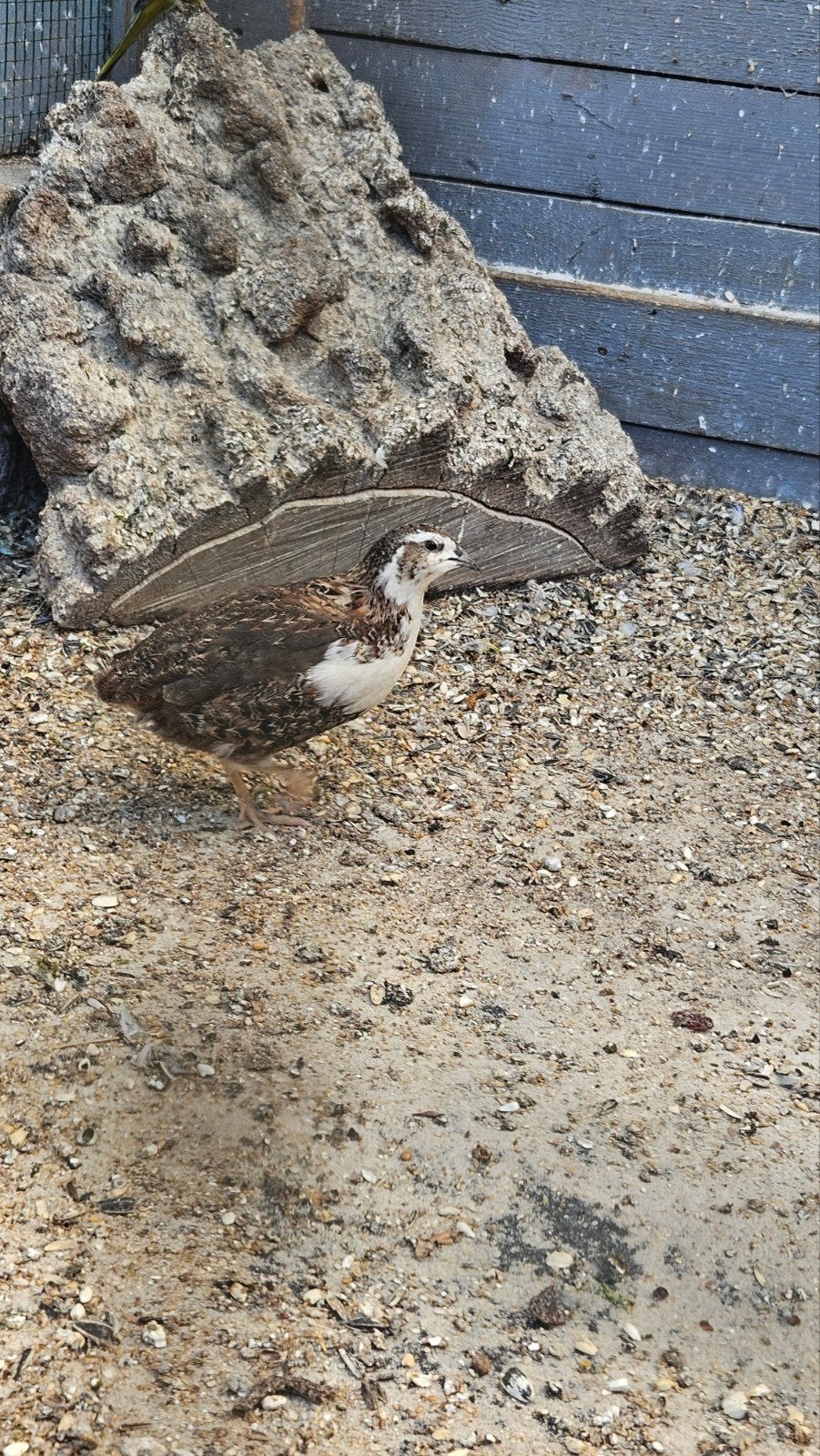 Japanse kwartel man, Dieren en Toebehoren, Vogels | Overige Vogels, Mannelijk
