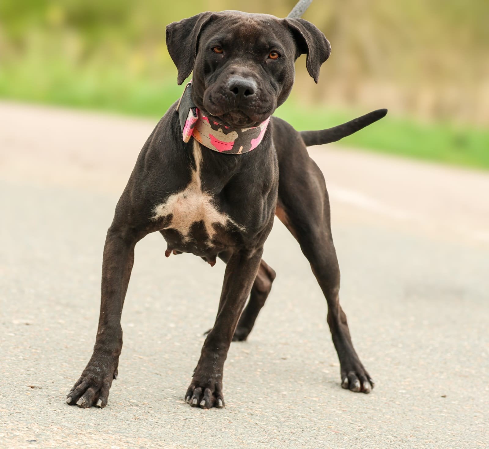 pitbull terriër, Overige rassen, Teef, Meerdere, CDV (hondenziekte)