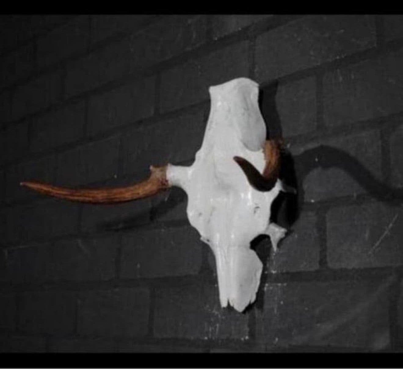 Eland Schedel Large Northern Elk Moose skull - Alces alces, Ophalen of Verzenden, Zo goed als nieuw, Schedel