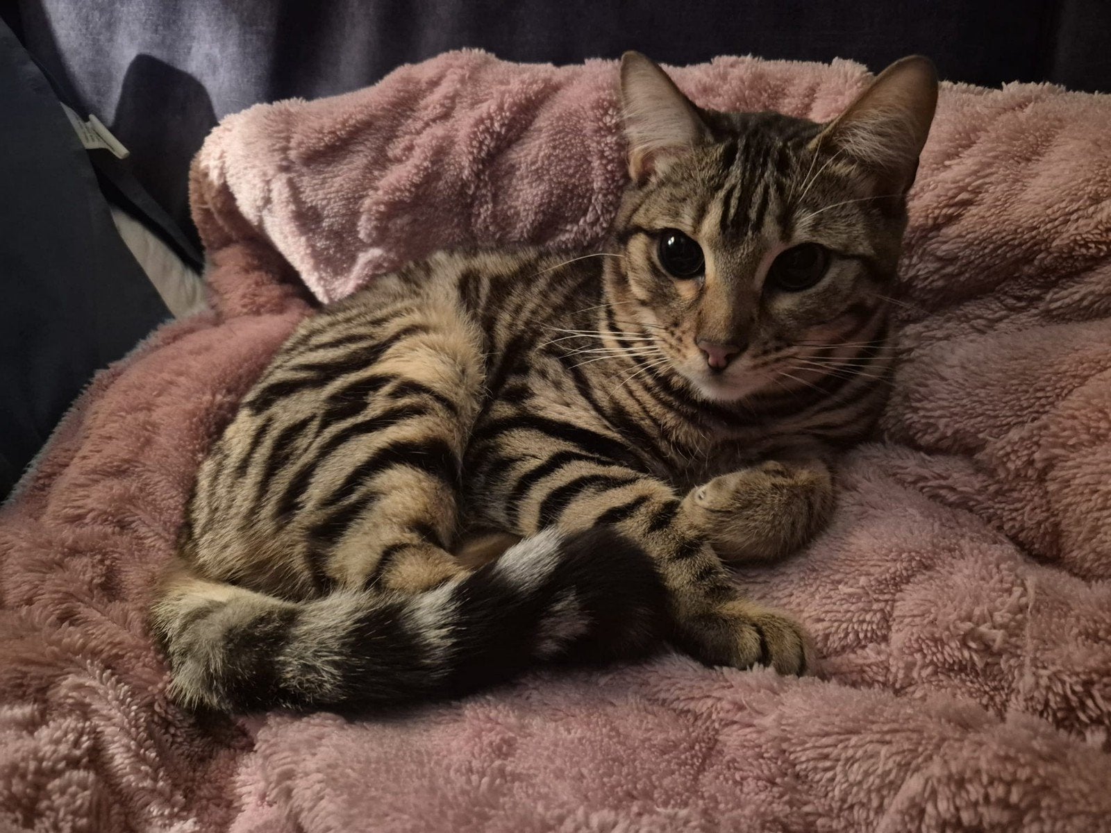 met spoed huisje gezocht voor Bengaal, Kater, Gechipt, 0 tot 2 jaar