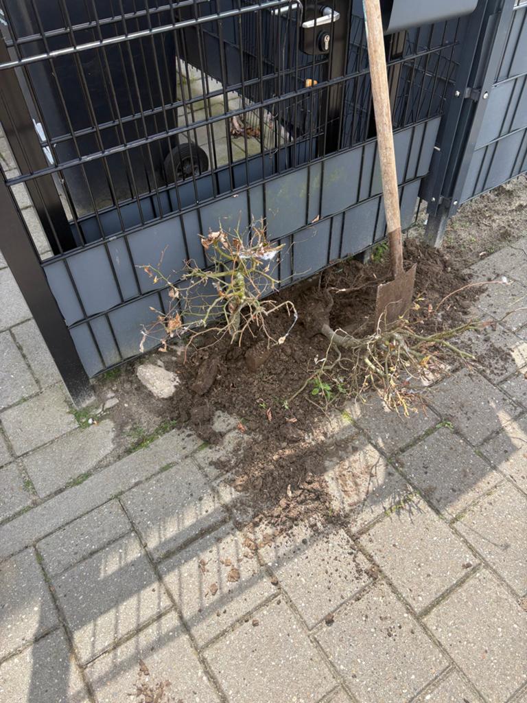 Gratis hegplanten - diverse soorten, Ophalen, Beukenhaag, Haag, 100 tot 250 cm
