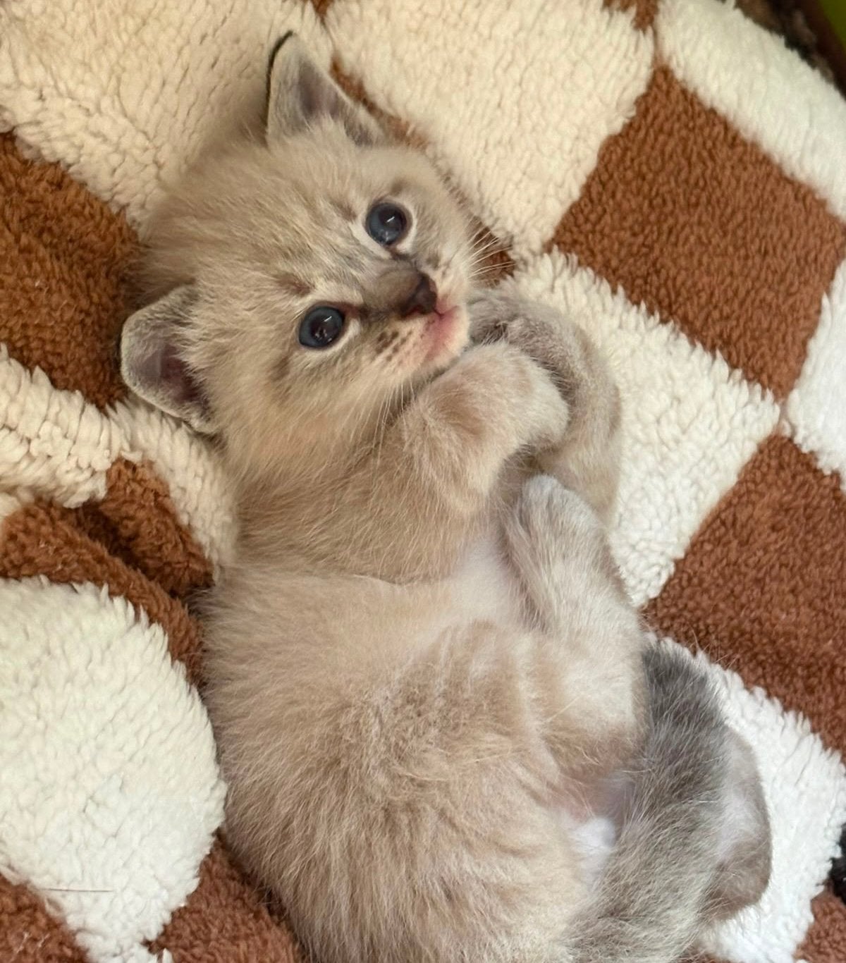 Kittens Ragdol mix, Meerdere dieren, Ontwormd, 0 tot 2 jaar