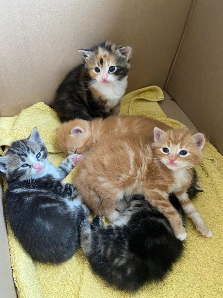 Lieve kittens, Dieren en Toebehoren, Katten en Kittens | Overige Katten, Meerdere dieren